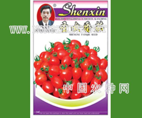 圣女番茄